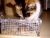 CAT.JPG
