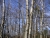 Flachbandkabelantenne 300Ohm.JPG